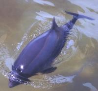 Harbor Porpoise (Phocoena phocoena)