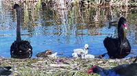Black Swans