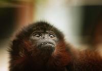 ...A Red Titi monkey sits in a tree in London Zoo's new exhibit 'The Clore Rainforest Lookout' open
