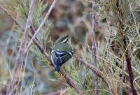 gulbrynsanger / yellow-browed warbler (Phylloscopus inornatus)