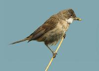 A Whitethroat with food at Isombridge 3rd July 2005