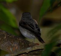 Asian Brown Flycatcher 2