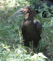 Southern Ground-hornbill p.250