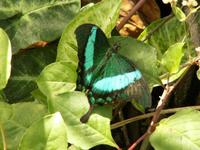 Emerald Swallowtail