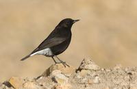 svartsteinskvett / black wheatear (Oenanthe leucura)