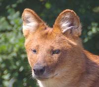 Dhole picture Cuon Alpinus