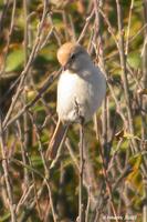 Pie-grièche             isabelle (Lanius isabellinus)