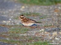 Bruant        rustique (Emberiza rustica)