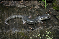 : Aneides flavipunctatus; Black Salamander