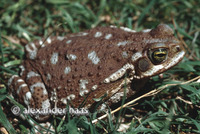 : Bufo arenarum