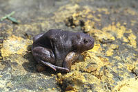 : Glyphoglossus molossus