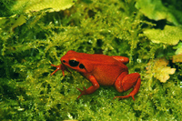 : Mantella milotympanum; Black-eared Mantella