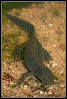 : Mesotriton alpestris; Alpine Newt