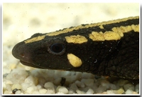 : Paramesotriton laoensis