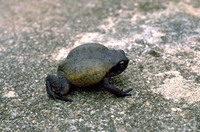 : Probreviceps macrodactylus