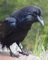 : Corvus corax; Common Raven