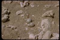 : Haematopus palliatus; American Oystercatcher