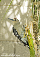 : Melanerpes uropygialis; Gila Woodpecker