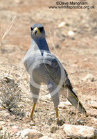 : Melierax poliopterus; Eastern Chanting Goshawk