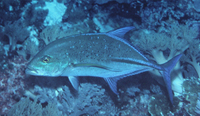 : Caranx melampygus