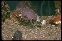 : Orthonopias triacis; Snubnose Sculpin