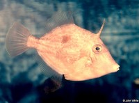 : Paramonacanthus japonicus; Japanese Filefish