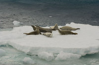 : Lobodon carcinophagus; Crabeater Seal