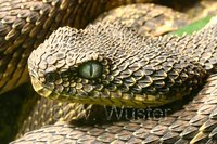 : Atheris desaixi; Mt. Kenya Bush Viper