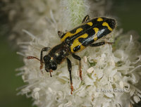 : Trichodes ornatus; Ornate Checkered Beetle