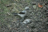 ...Photo of a Northern Shrike with dead bird, taken by Joe Gregg.  The bird was located in the Orch