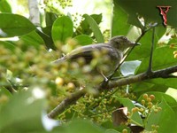 Red-eyed Bulbul(Pycnonotus brunneus)