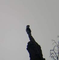 Pied Falconet (Microhierax melanoleucos) 2004. december 26. Deban, Namdapha National Park