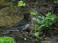 Turdus cardis Japanese Grey Thrush クロツグミ♂