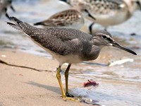 노랑발도요 Tringa brevipes | gray-tailed tattler