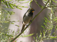 Yellow-faced Grassquit