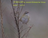 개개비사촌 Zitting Cisticola