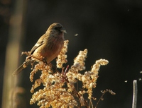 긴꼬리홍양진이 [long-tailed rosefinch]