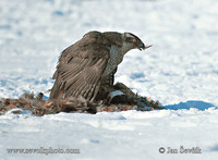 Photo ofjestřáb lesní, Goshawk, Habicht, Accipiter gentilis