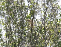 ズアカオオセッカ Tawny Grassbird Megalurus timoriensis