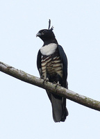 Black Baza, Aviceda leuphotes