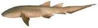 Tawny Shark - Nebrius ferrugineus