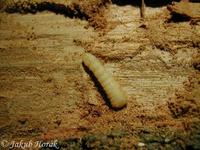 Pyrrhidium sanguineum