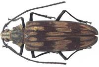 Baralipton severini