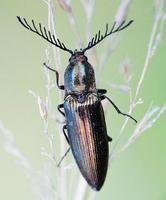 Ctenicera pectinicornis
