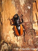 Odontolabis wollastoni