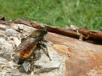 Laphria flava