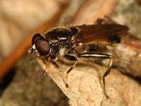 Xylota segnis