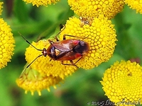 Deraeocoris ruber