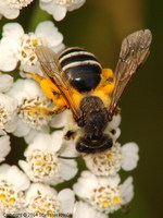 Andrena flavipes