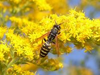 Polistes dominulus